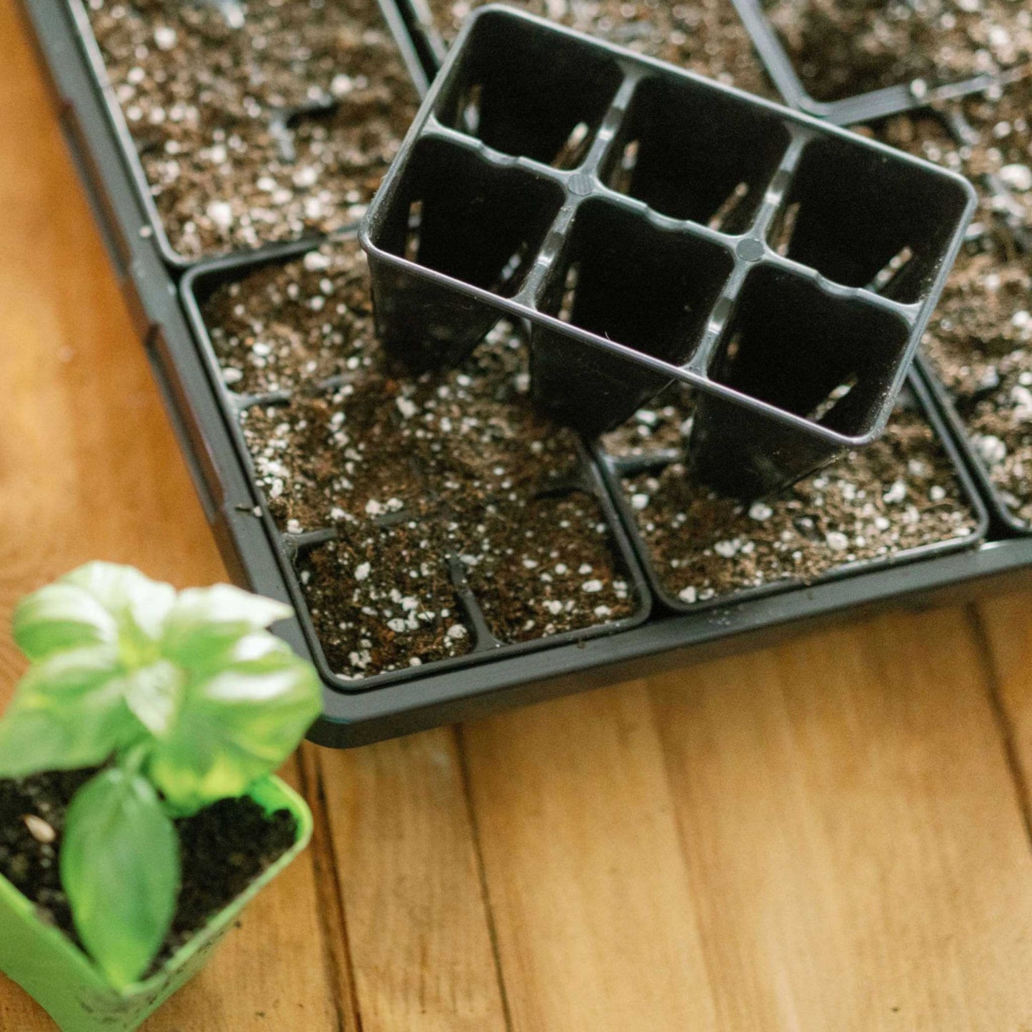 Bootstrap Farmer 6 Cell Air Pruning Punnets