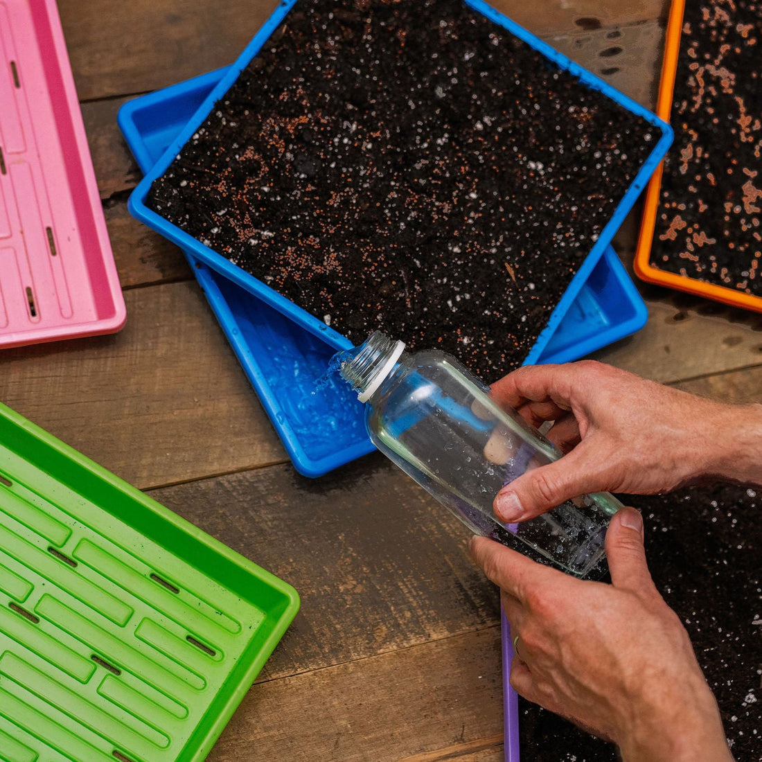 How to Grow Enough Microgreens for Your Family in New Zealand