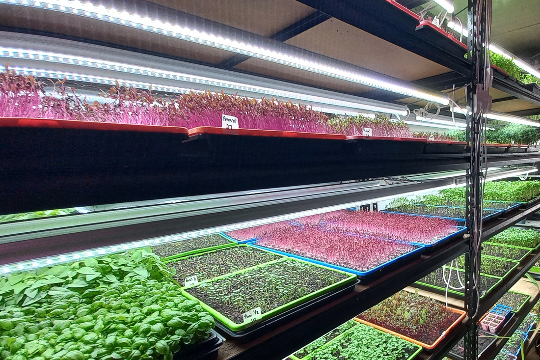 How Much Do Your Microgreen Trays Really Cost?