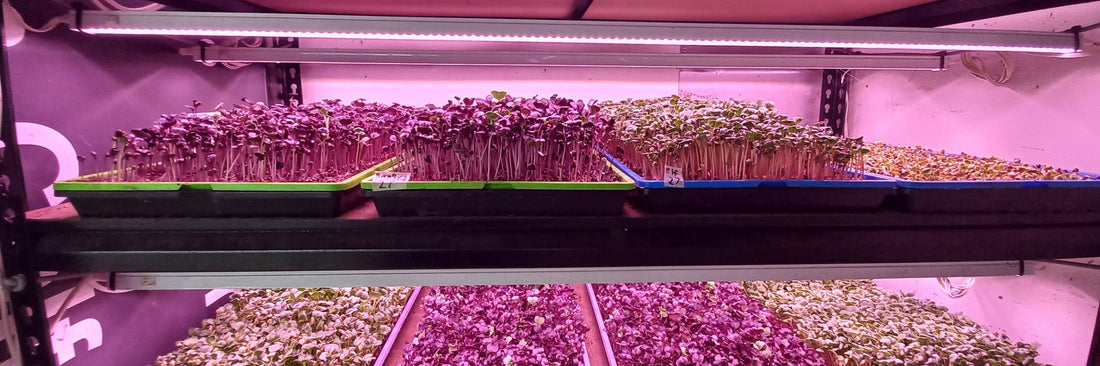 Making History, Vertical Farming in Ashburton