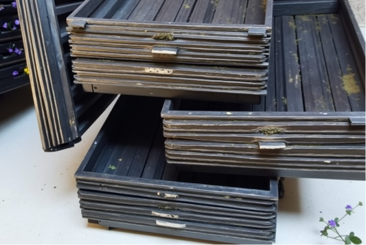 How Long Do Microgreen Trays Last?