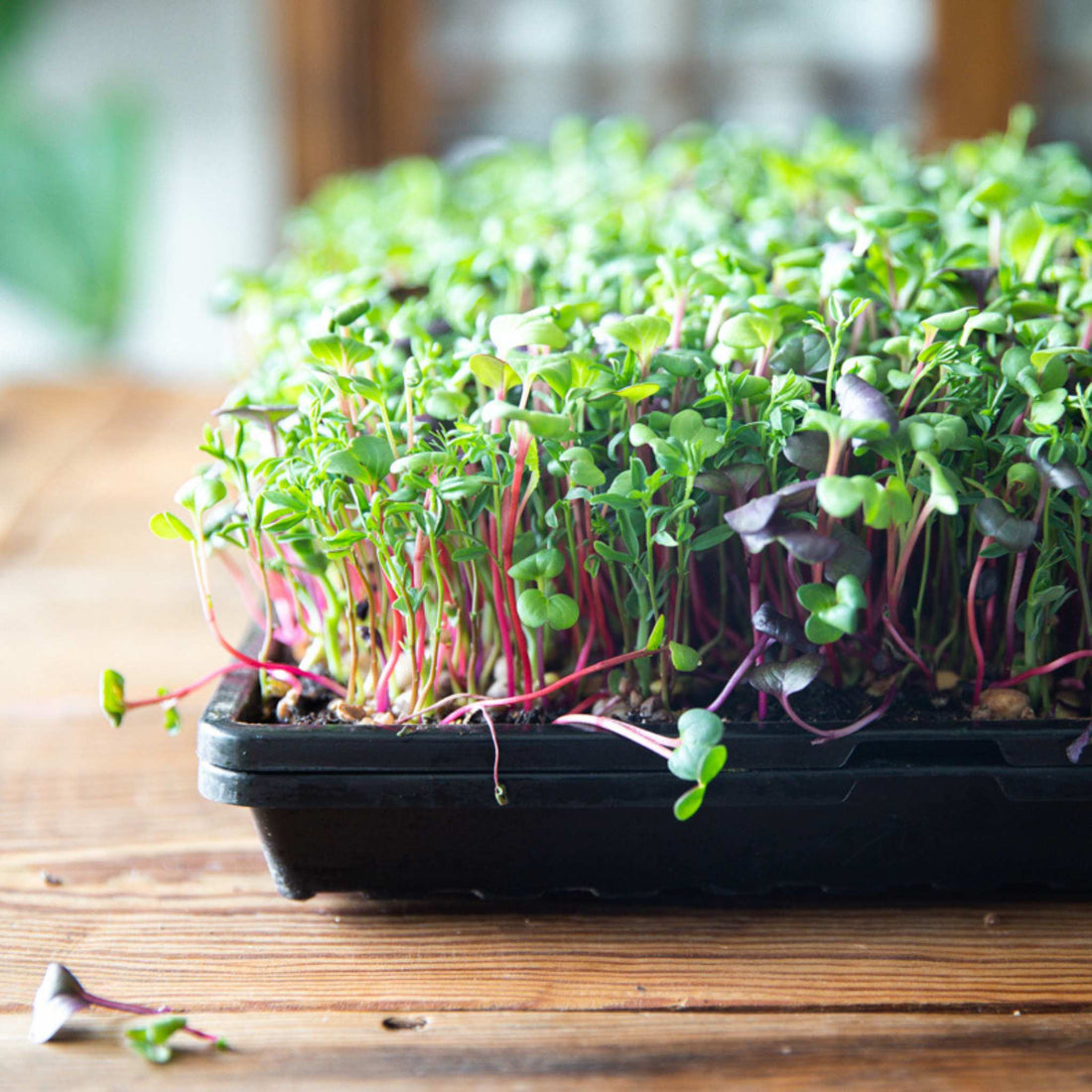 How Do I Grow My Own Radish Microgreens