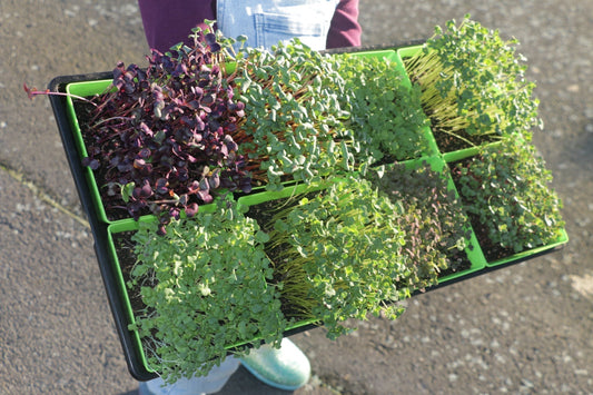 Growing enough microgreens for a family on Bootstrap Farmer trays in New Zealand