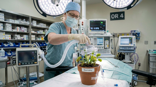 Scientists Put a Venus Flytrap Under Anaesthetic, and Yes, It's Exactly as Weird as It Sounds