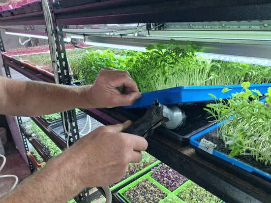 Do Microgreen Trays Affect Watering Time?