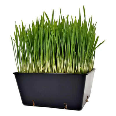 Wheatgrass growing in a 5x5 deep tray