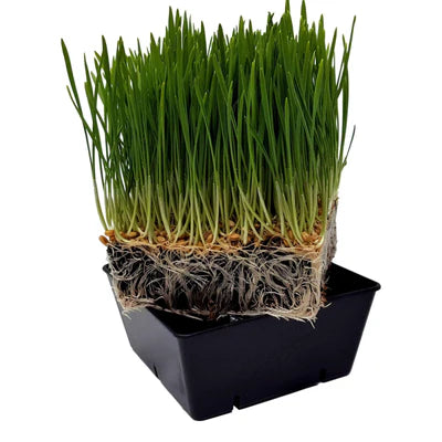 Wheatgrass growing in a 5x5 deep tray, close-up