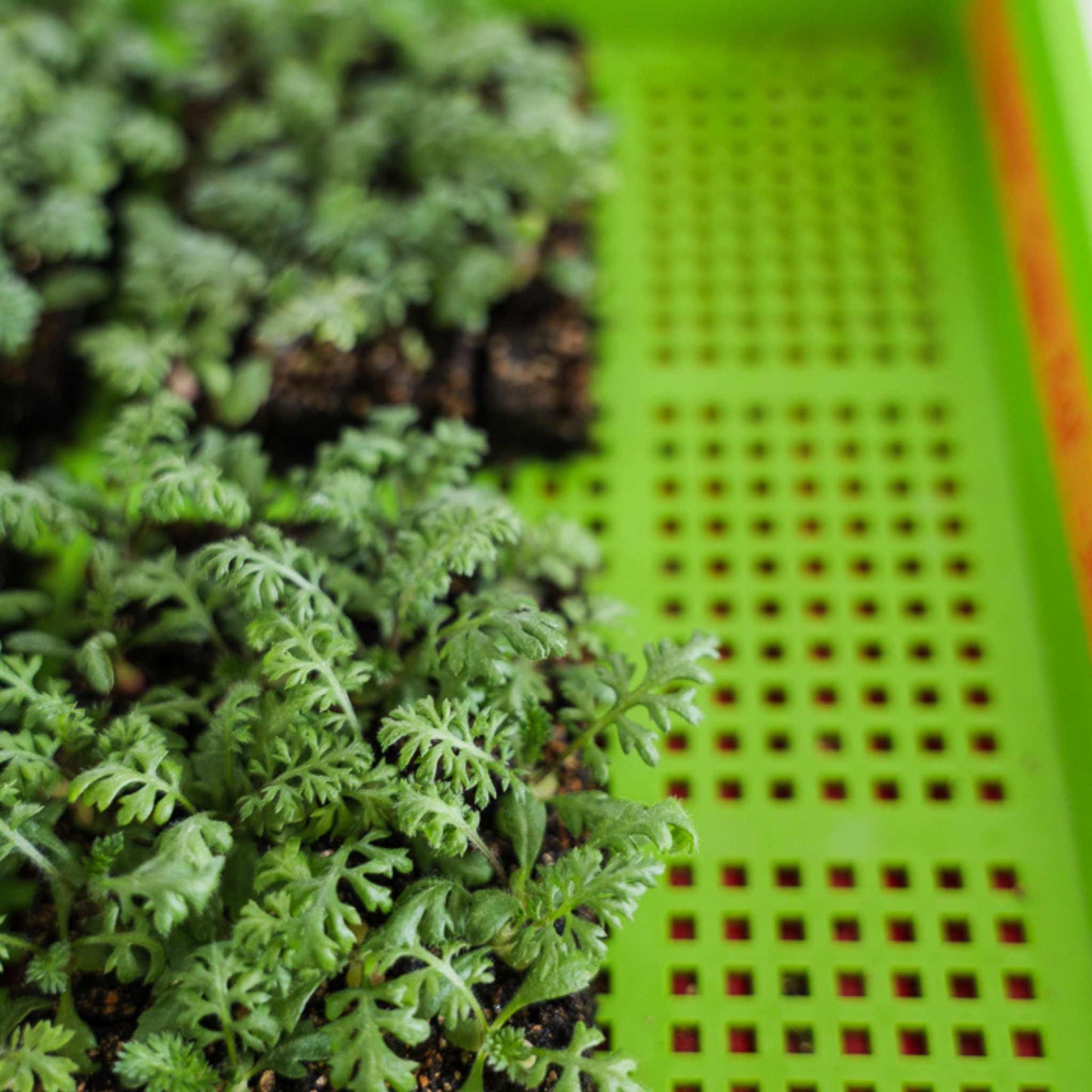 Bootstrap Farmer 1020 Hydroponic Bundle