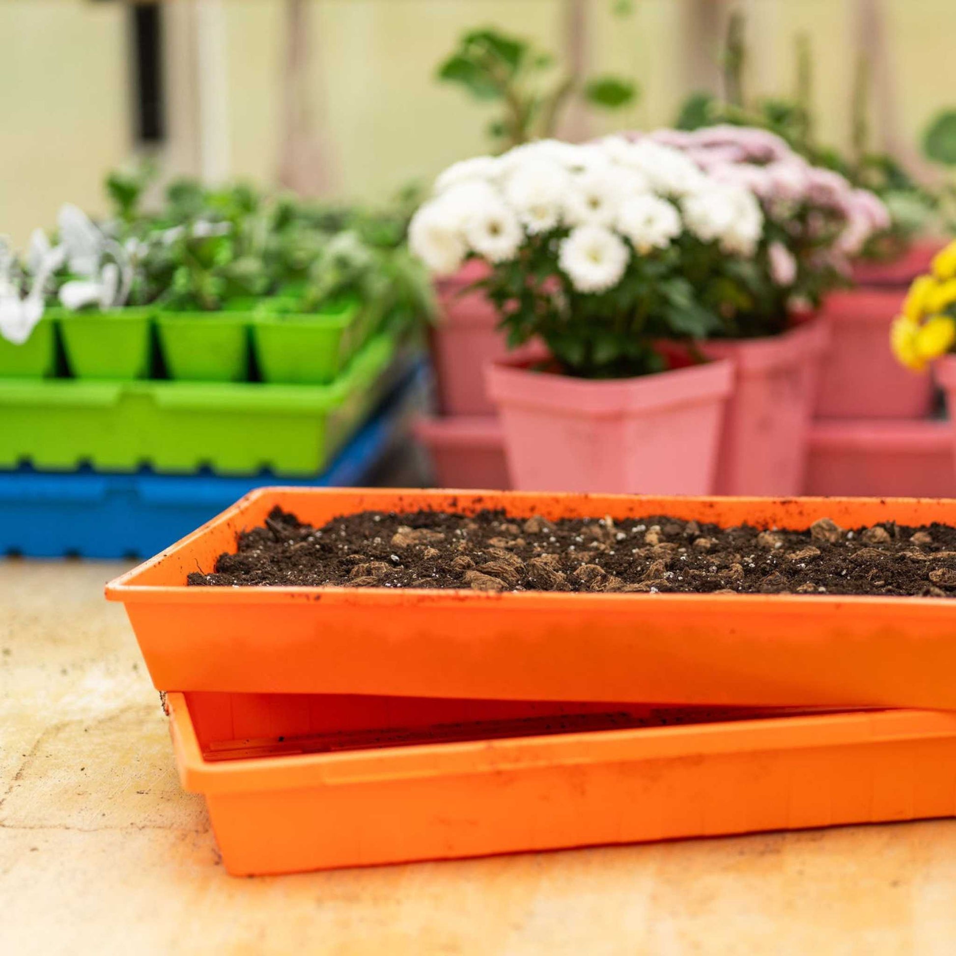 Professional 2.5 inch deep 1020 tray for microgreens and seed starting New Zealand