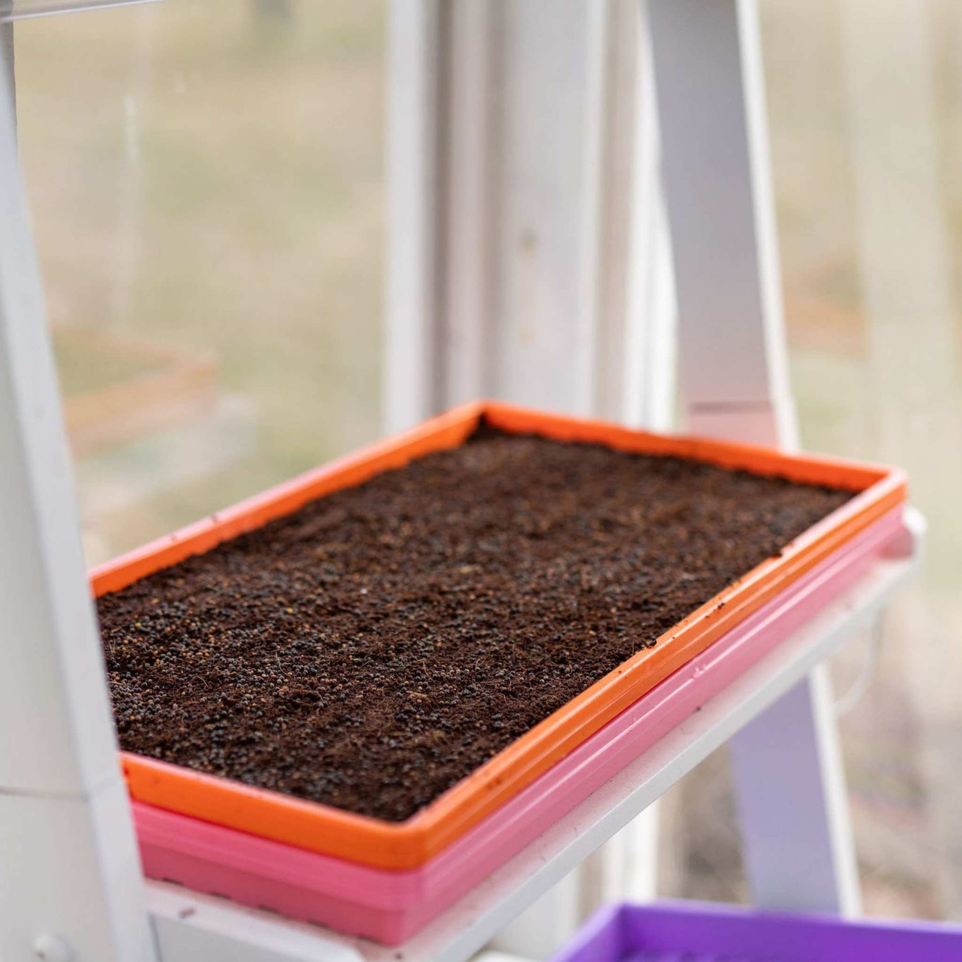 BPA-free extra strength microgreen tray for commercial growers NZ