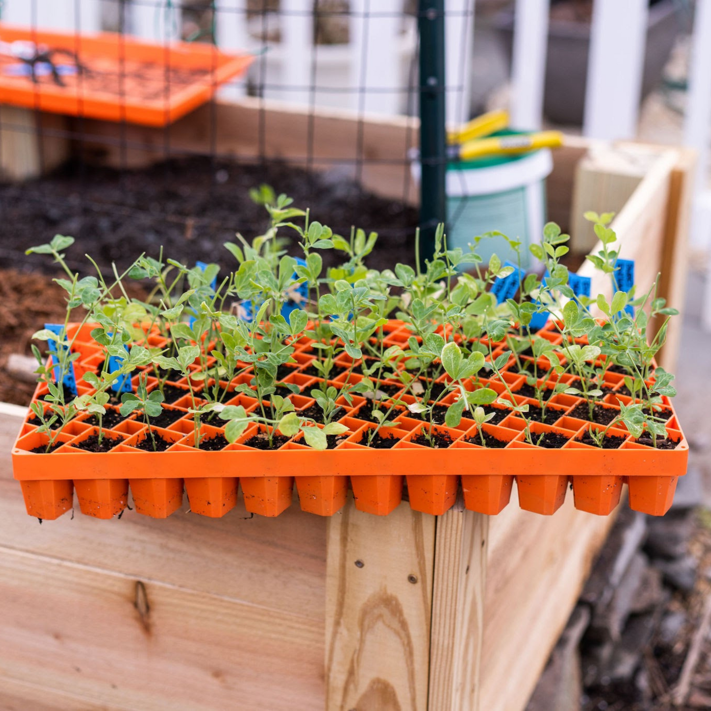 Bootstrap Farmer 72 Cell Air Pruning Tray
