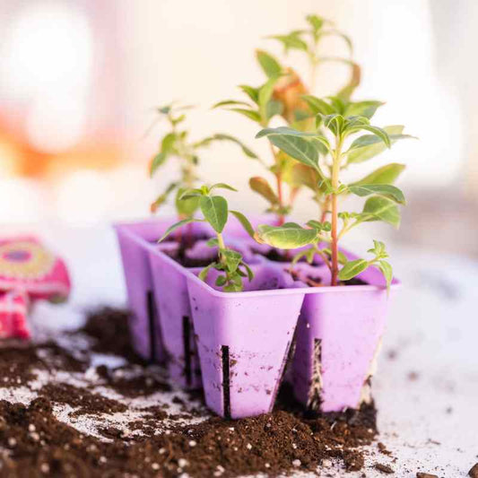 Bootstrap Farmer 6 Cell Air Pruning Punnets