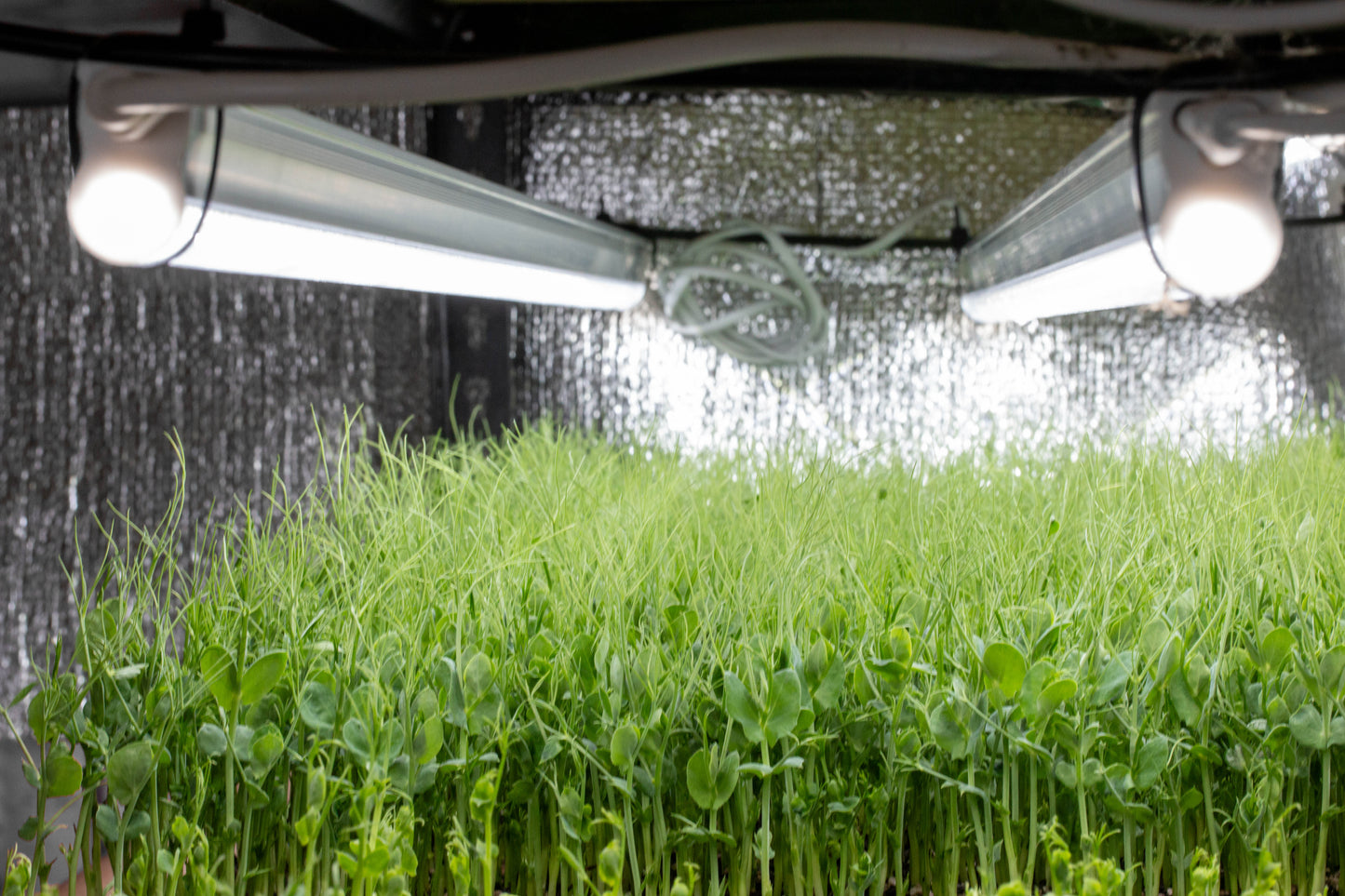 Tiny Space Greenz 600mm zero-flicker LED grow lights used for professional vertical farming