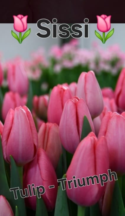 Tulip Bulbs