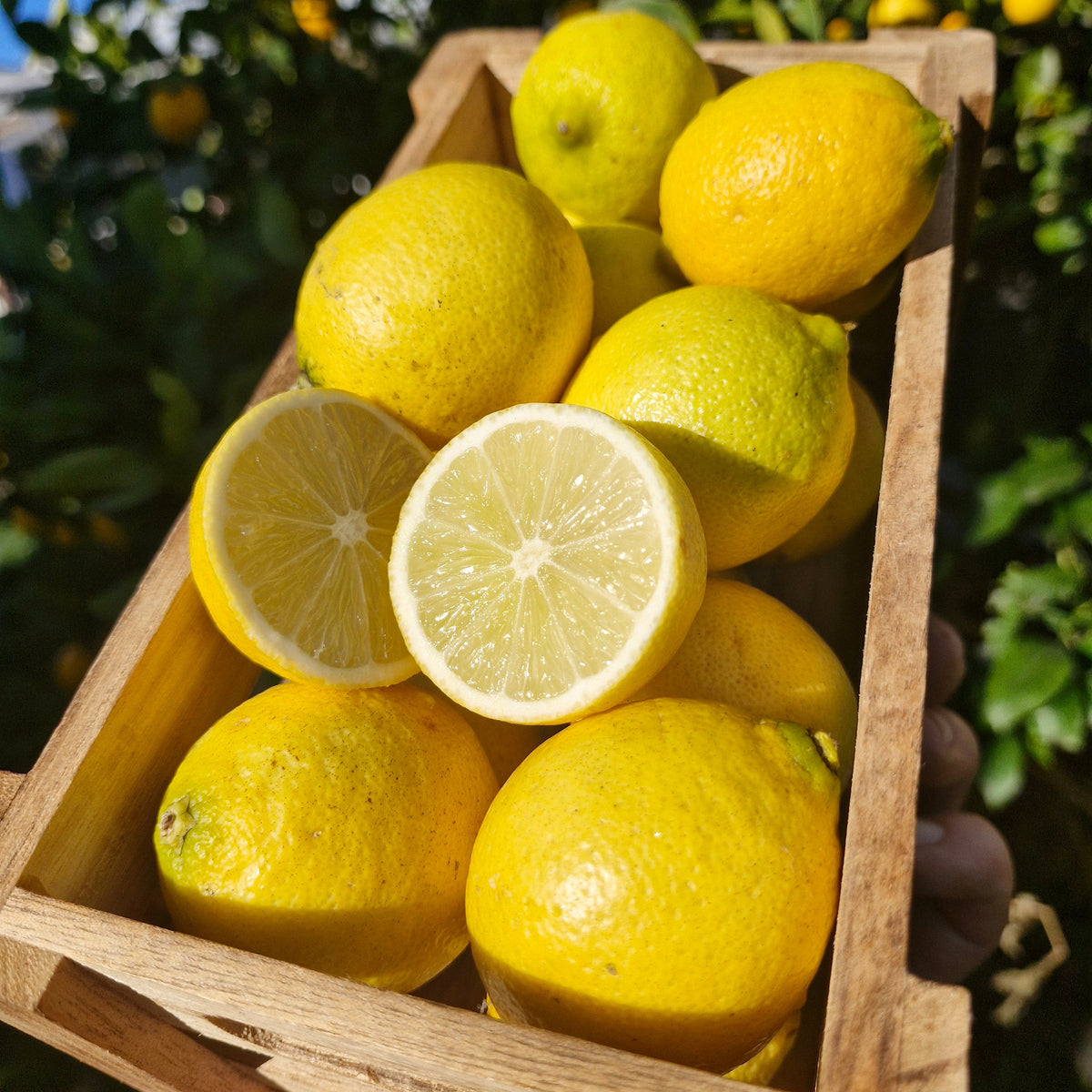 Spray-free limes, 2nds grade, from Raukawa Maakete